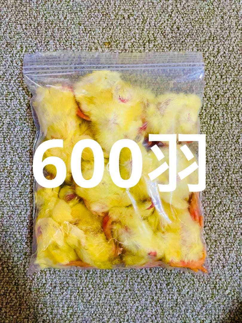 リピート購入、複数購入で＋10羽 送料無料 国産 新鮮安全 冷凍ひよこ