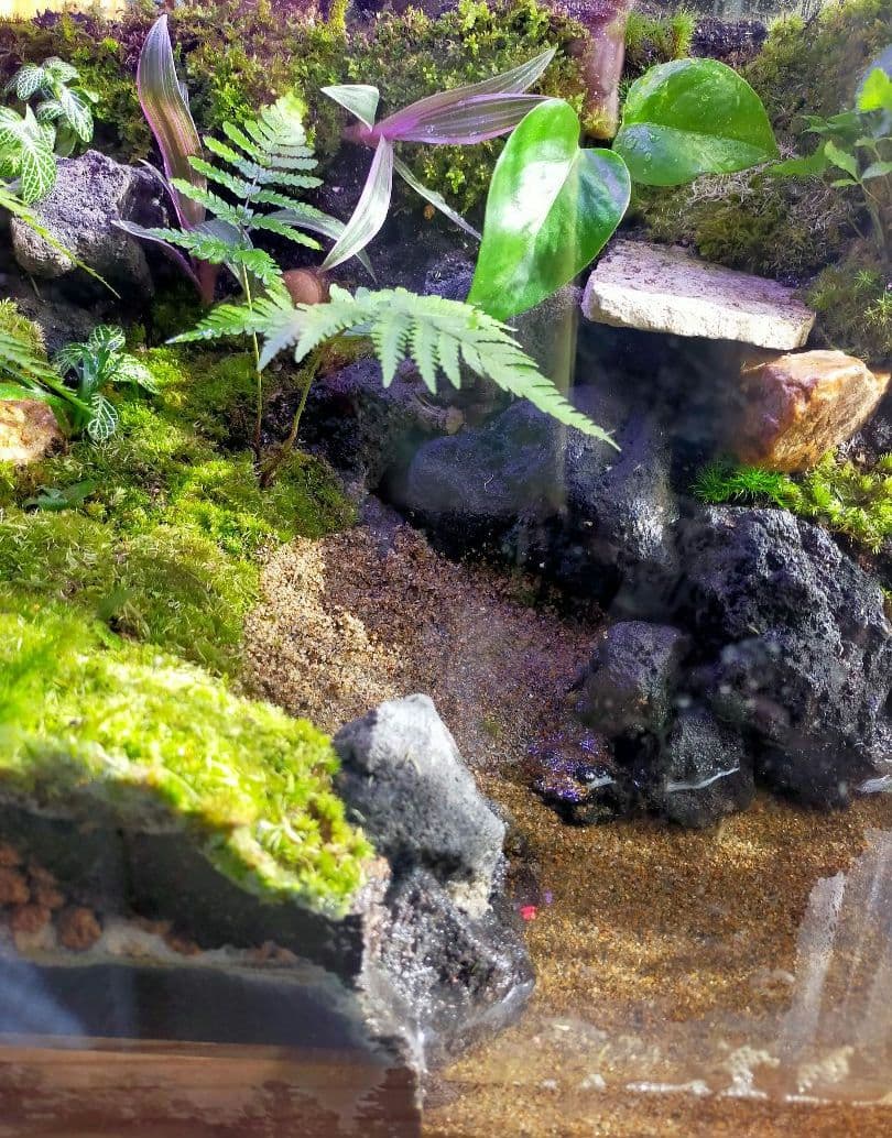 苔テラリウムケージ 水場と陸地のあるカエル・イモリ向けレイアウト