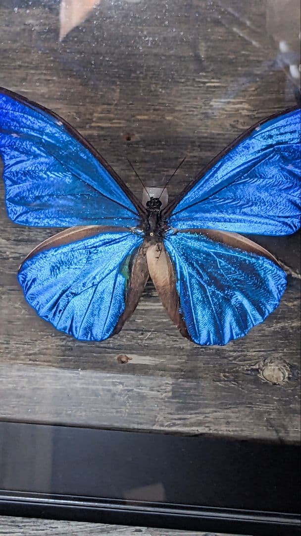 美品「レテノールモルフォ」標本　専用ケース付(ハンドメイド)