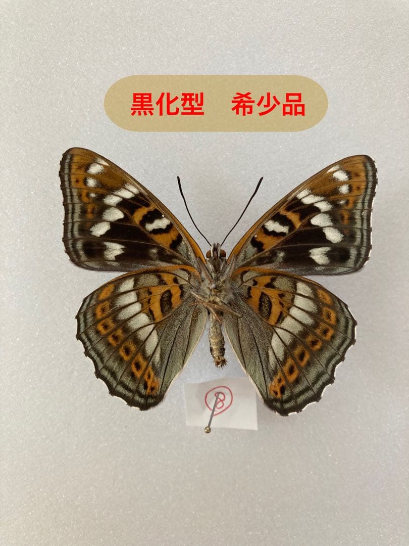 オオイチモンジ（黒化型 1オス 大雪湖産） オオイチモンジ（黒化型 1オス 大雪湖産） 【公式通販】