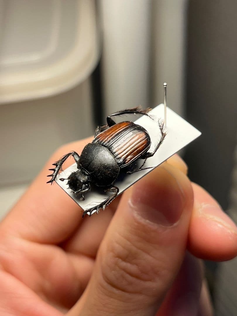 21mm】ベニモンタマオシコガネ フンコロガシ糞虫とんでもない甲虫