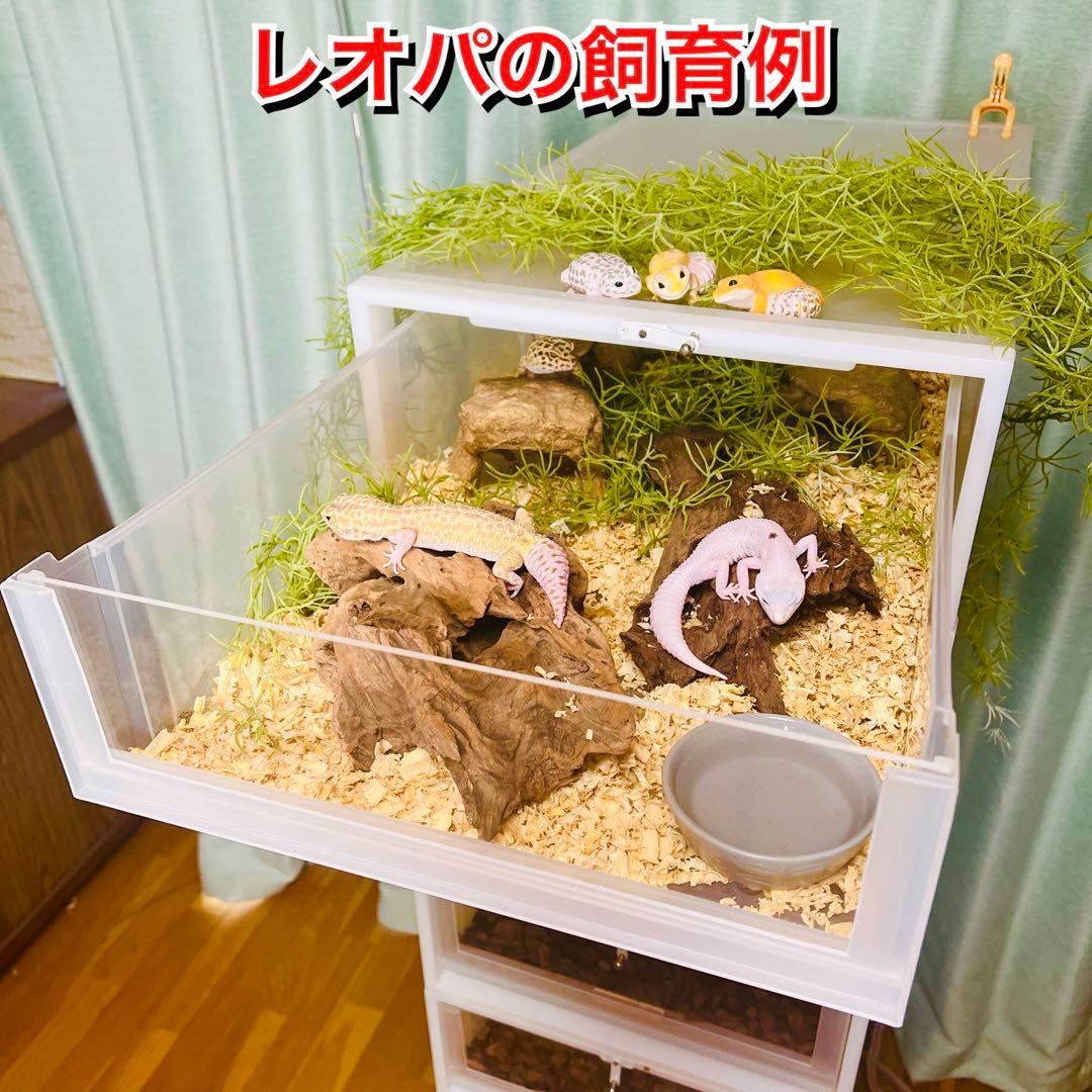 新ボールパイソンケージ 2個セット - メルカリ