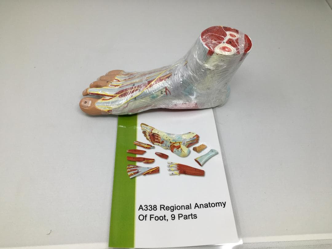 A338 足の解剖模型 9部品