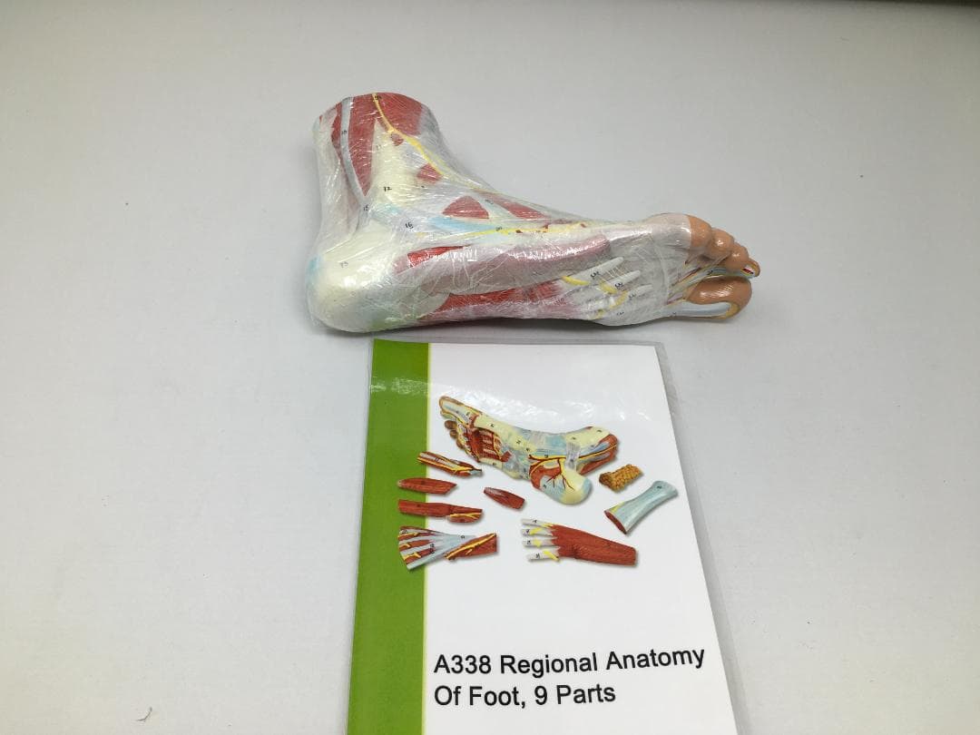 A338 足の解剖模型 9部品