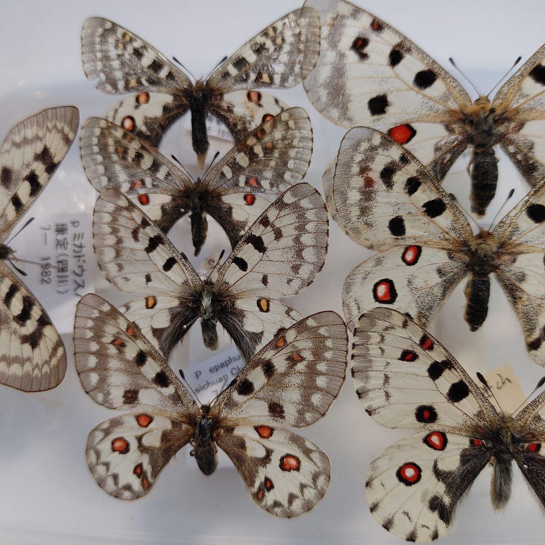 パルナシウス】ハニングトン・ミカエル（1ペア・チベット産）