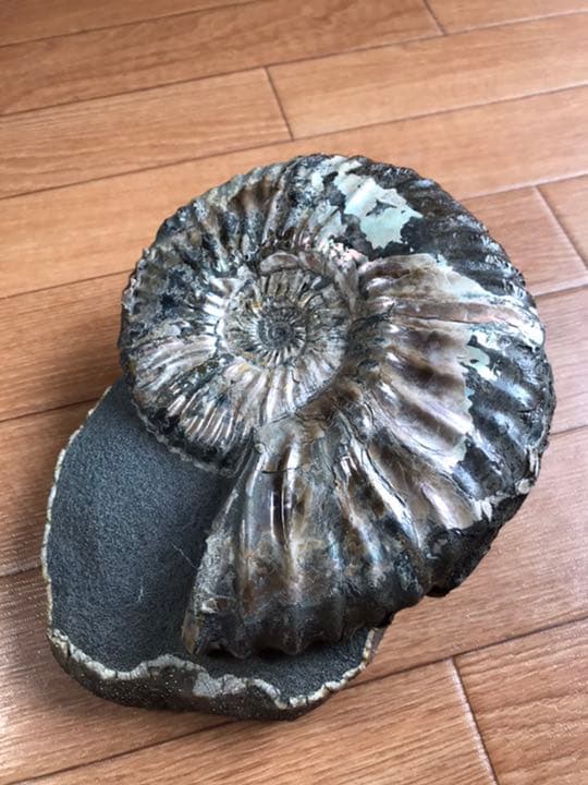 アンモナイト 巨大 黄鉄鉱 パイライト 化石 購入