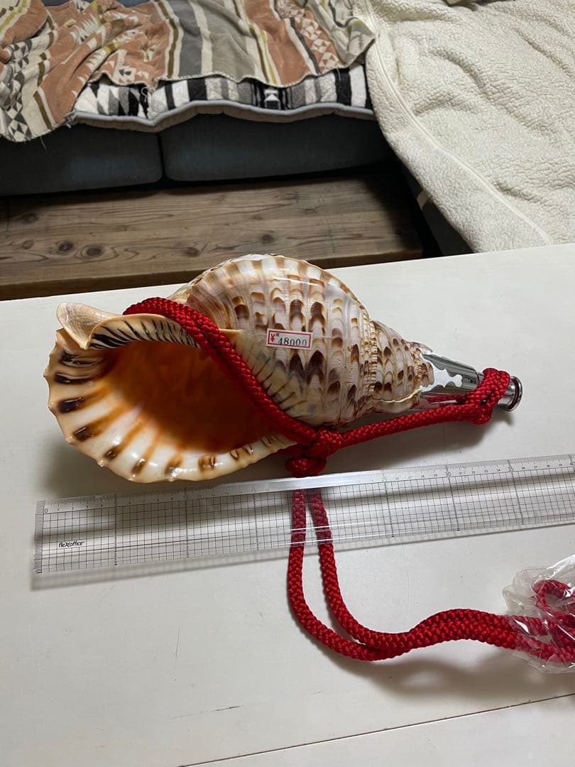 法螺貝① 貝殻 標本