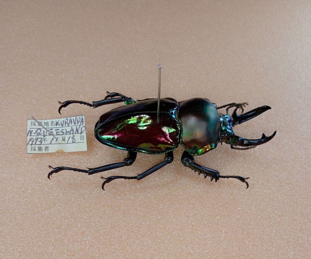 ブル−様専用！※貴重種※極太短歯ニジイロクワガタ♂野外標本