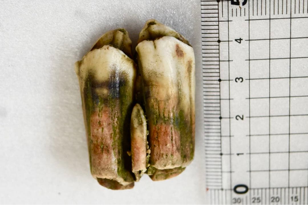 沖縄県産 哺乳類の歯化石