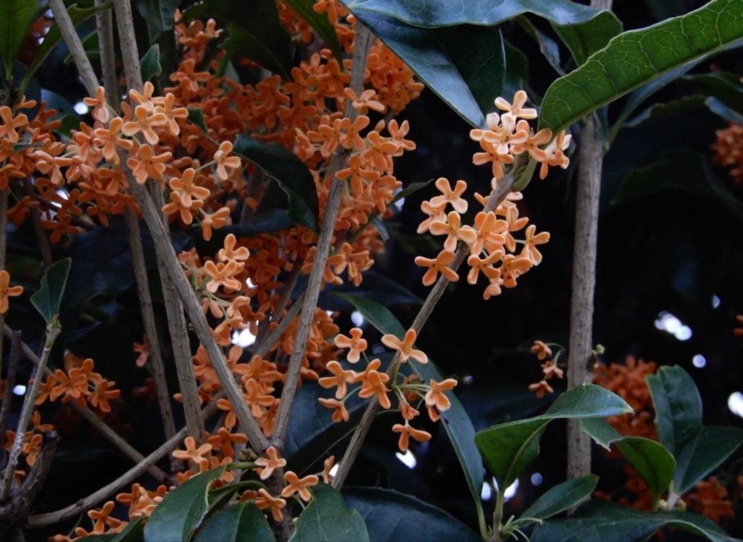 Nikon COOLPIX A900 コンデジ【作例有】