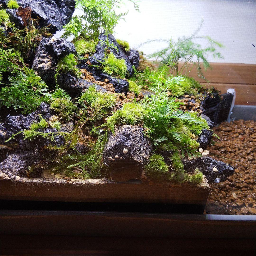 受注生産】滝のあるアクアテラリウムイモリウム苔テラリウムアクア
