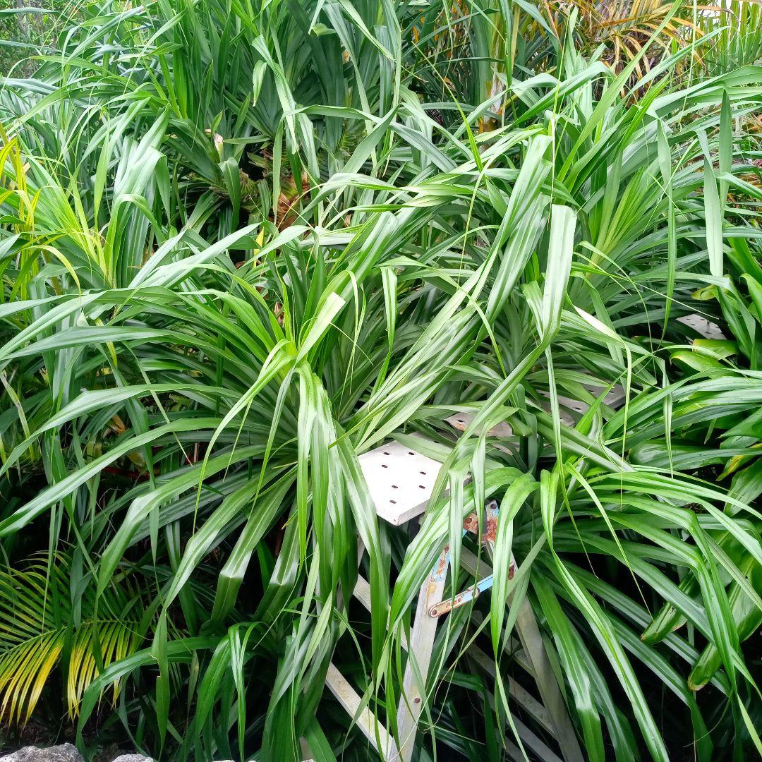 ハワイ産沖縄育ちのラウハラ\"特選限定生葉”