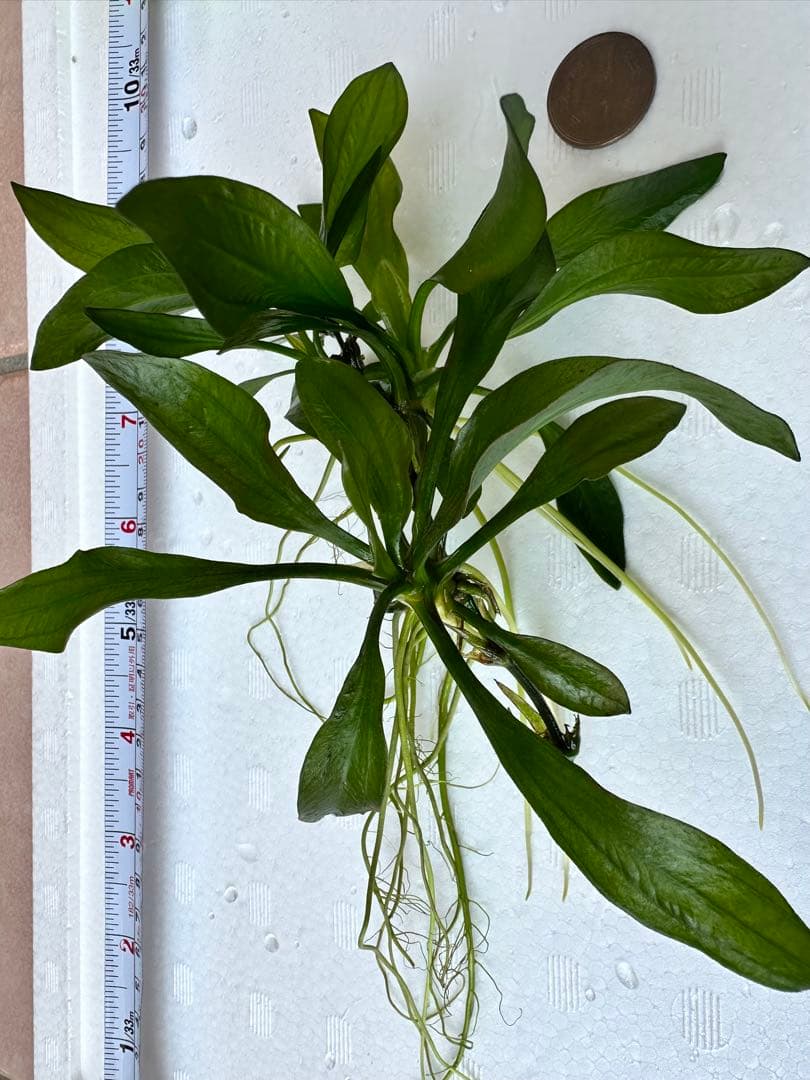 水草 エキノドルス・サターン エキノドルス sp サターン 30cm弱