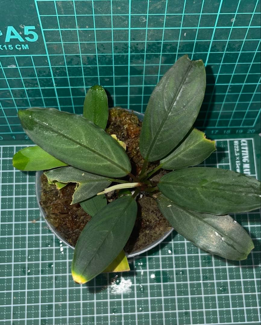 Bucephalandra sp.Pearl gray TB