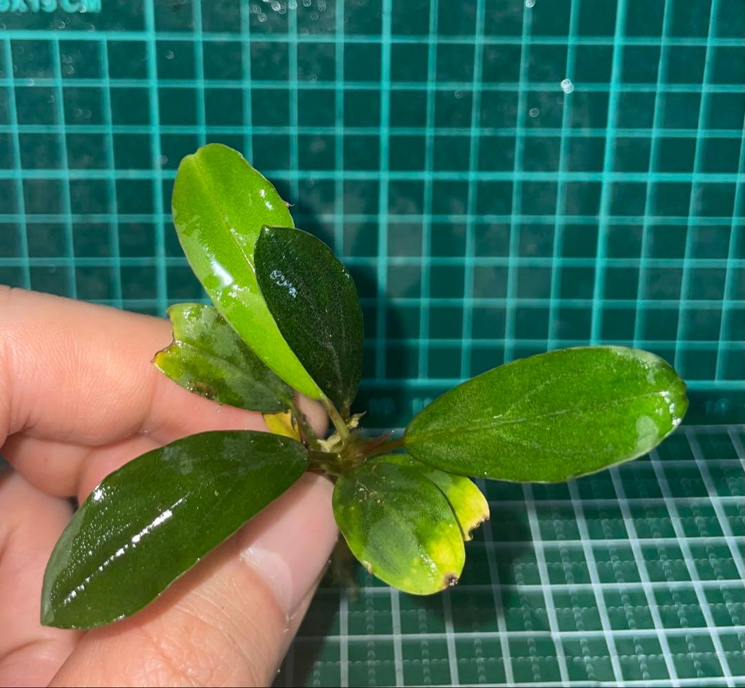 Bucephalandra sp.Pearl gray TB