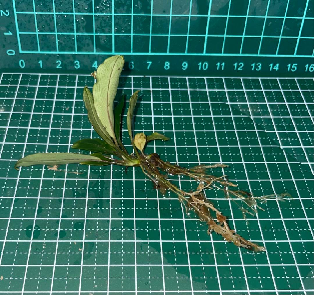 Bucephalandra sp.Pearl gray TB