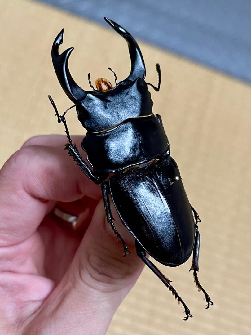 オオクワガタ特大78.6㎜ 初令幼虫採集個体の通販はau PAY マーケット