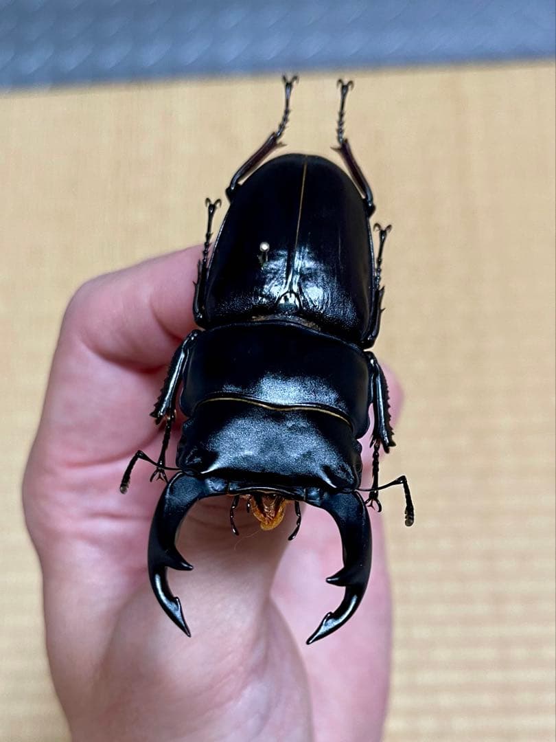 オオクワガタ特大78.6㎜ 初令幼虫採集個体の通販はau PAY マーケット