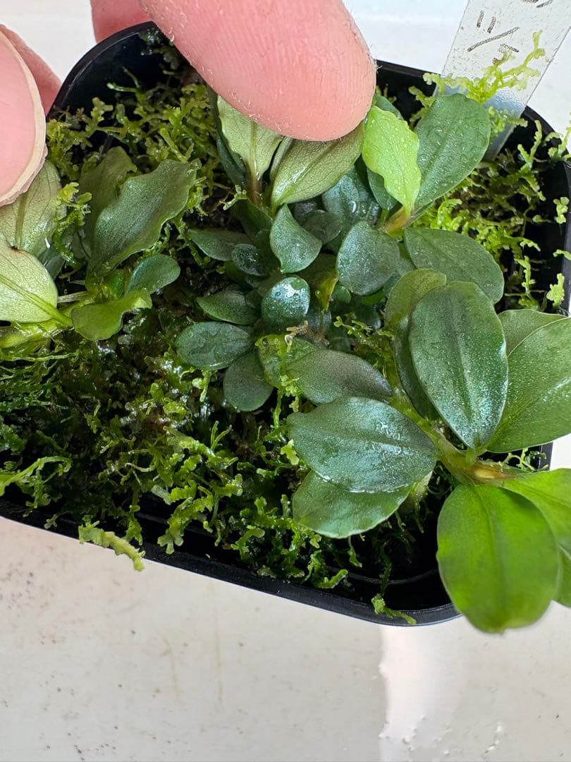 ブセファランドラ sp.彩雲 全て