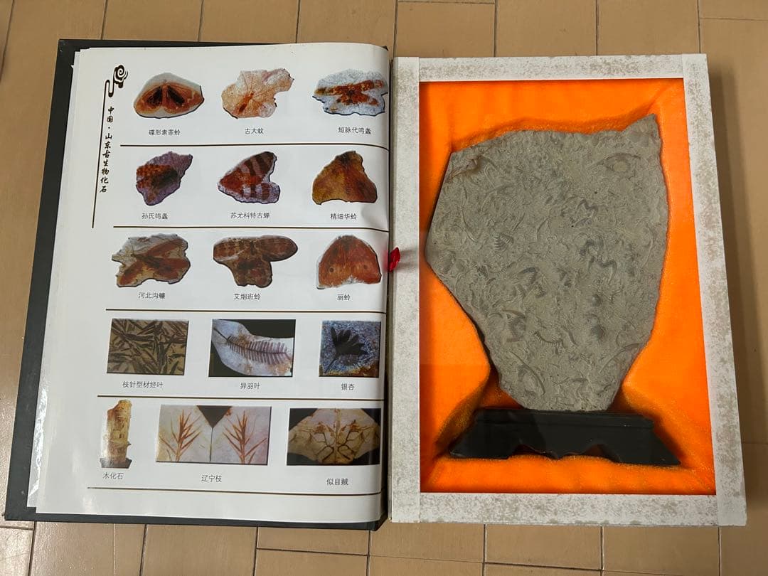 三葉虫化石 山東省 - メルカリ