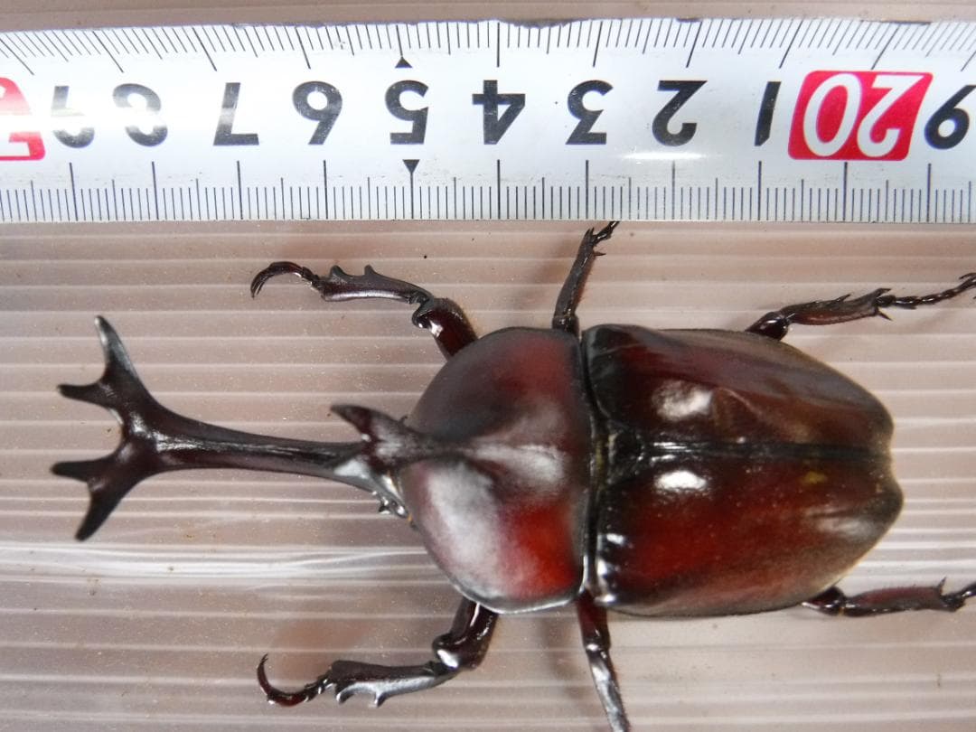 カブト虫マット1：発酵熟成竹：成虫・幼虫・産卵育成用：300ℓ