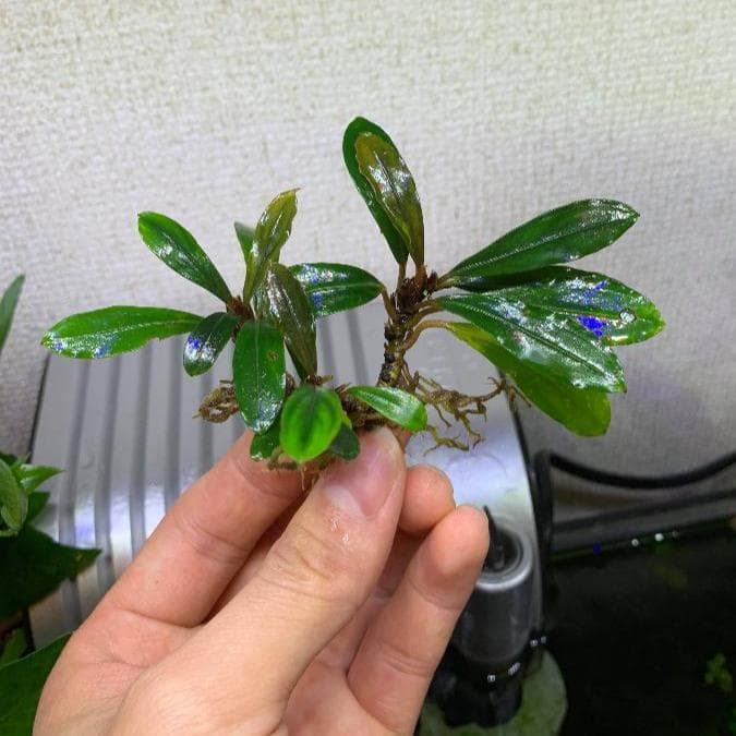 ブセファランドラ 割引 sp. ピンクレディ（大株） Bucephalandra