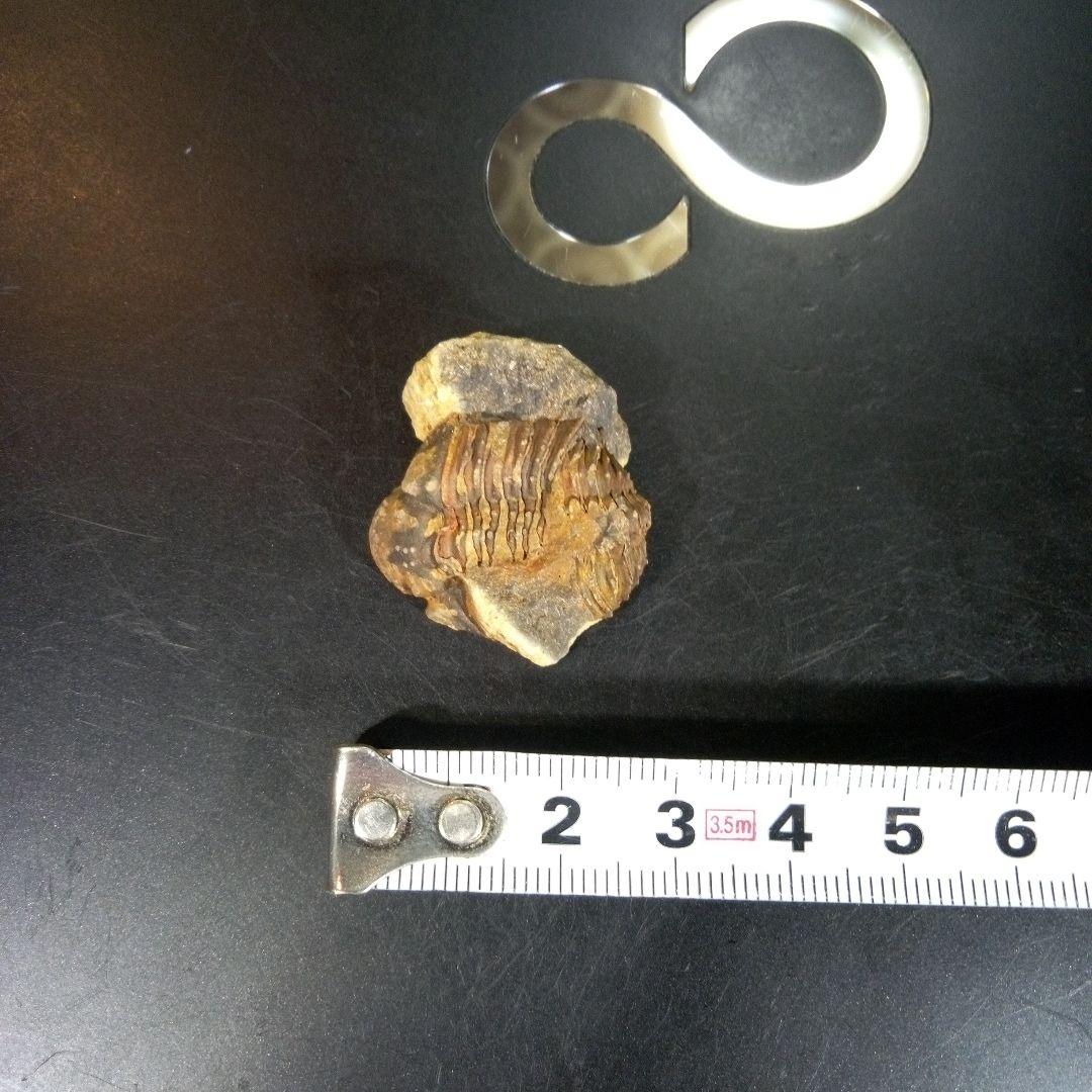 三葉虫 化石 fossil 海 ボリビア産 trilobite 海生動物網⑨