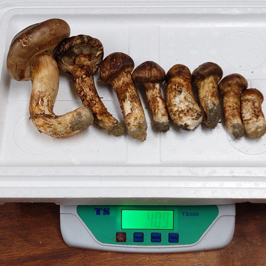 松茸 北海道天然物400グラム 2セット