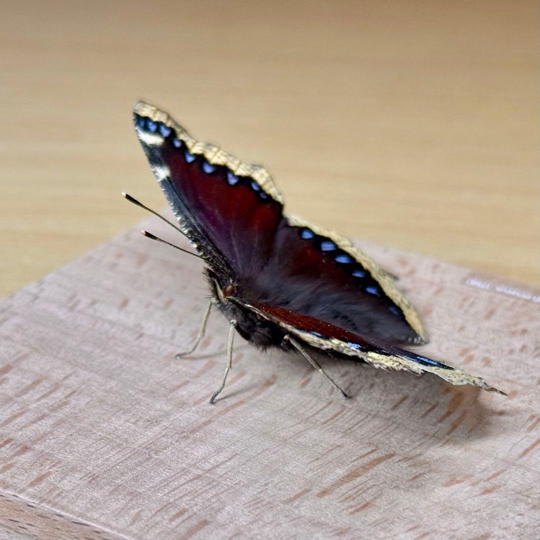 立体標本】国産蝶標本 キベリタテハ ライブ標本 - メルカリ