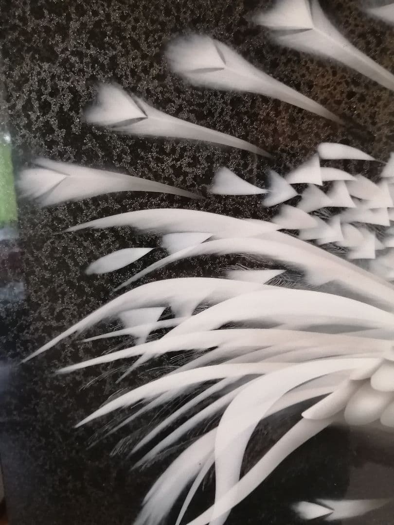 画家 西風 鷹 白孔雀 【原画】 オリジナル スプレーガン エアブラシ画