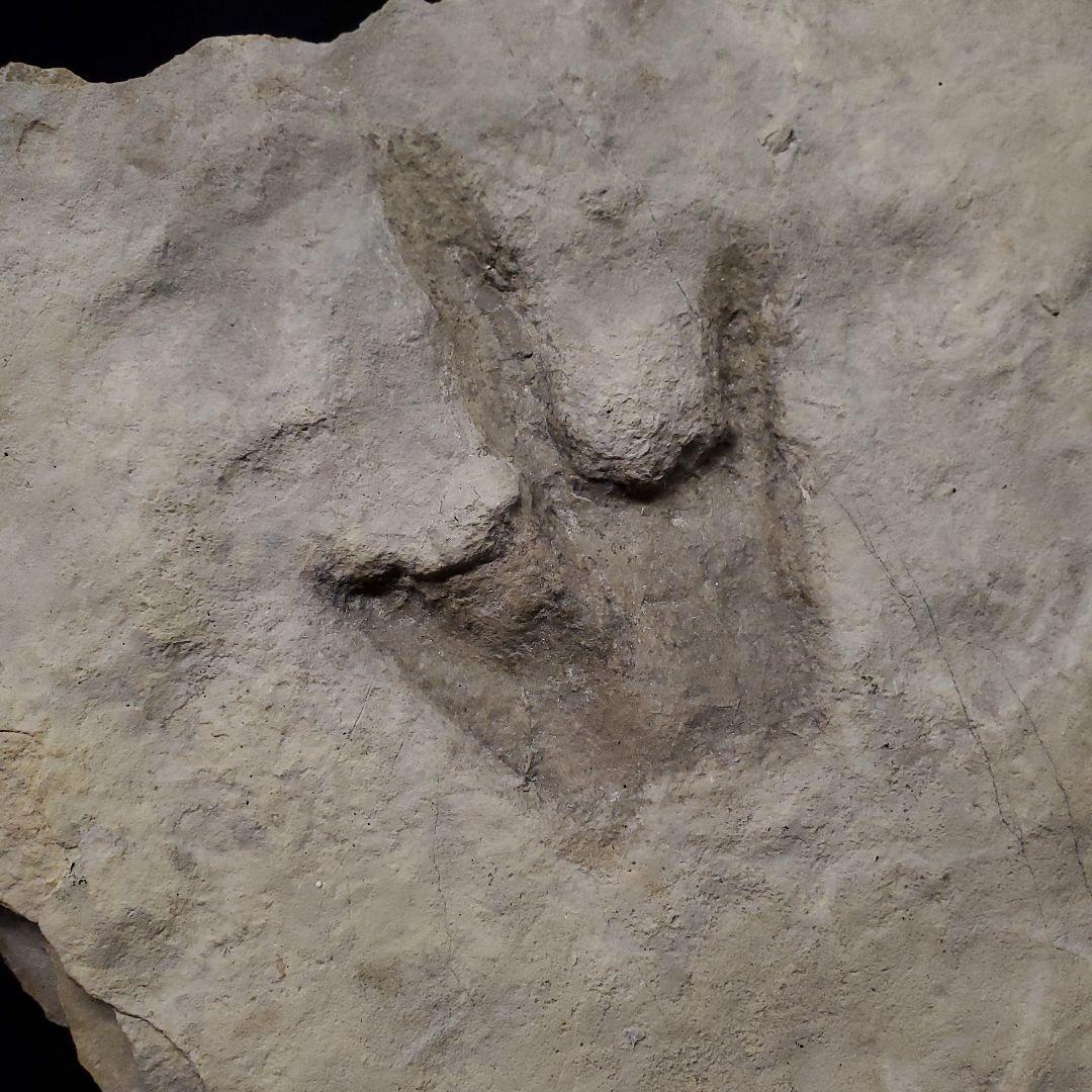 再開予定 準備中さま 希少 グラレーター 恐竜 足跡 270mm fr60