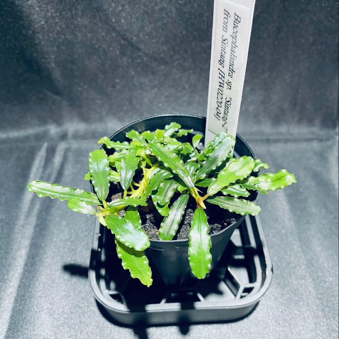 HW便】Bucephalandraセット② - メルカリ