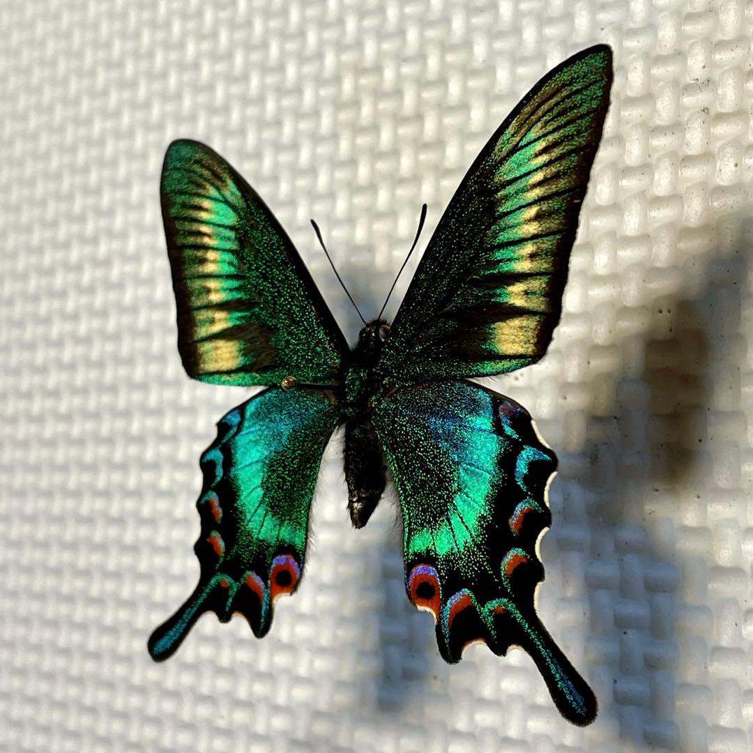 蝶標本　北海道産　極美麗ミヤマカラスアゲハ♂ 飼育品　完品　⭐️マイコレに‼️