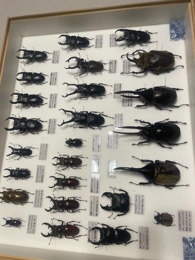 特別価格コレクションシリーズ-アグリアス-ファルキドン-ルムルティー-01