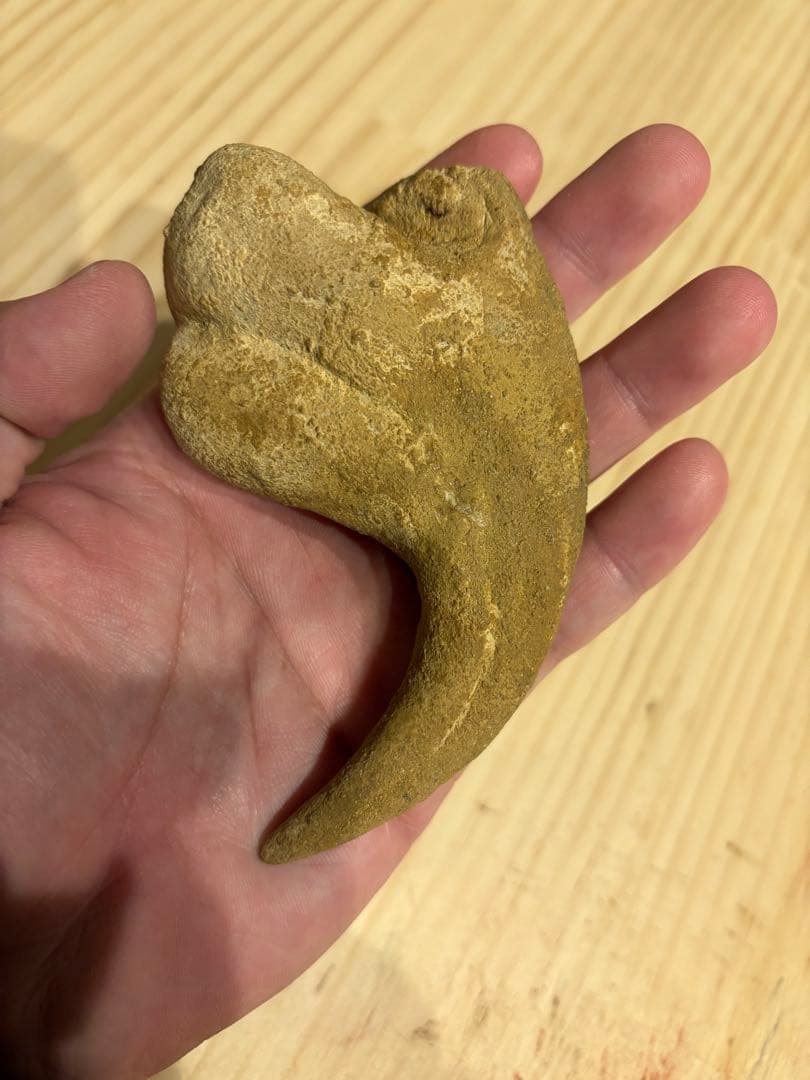 モロッコ 化石 爪 デルタドロメウス？