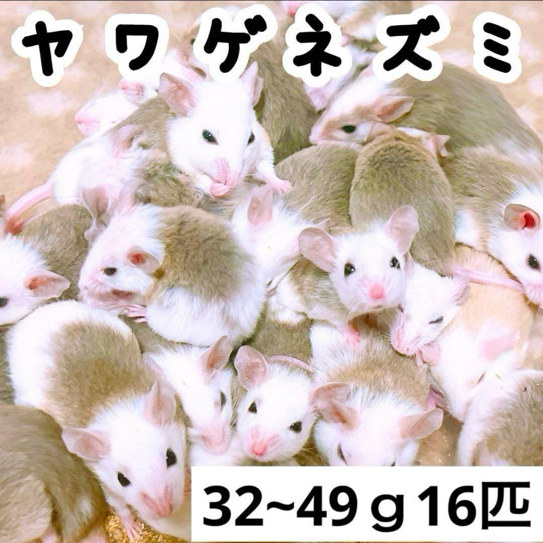 冷凍ヤワゲネズミ プチラット32~49g16匹 O - メルカリ