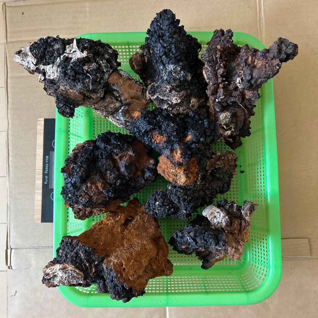 北海道産】カバノアナタケ 2キロ（B）