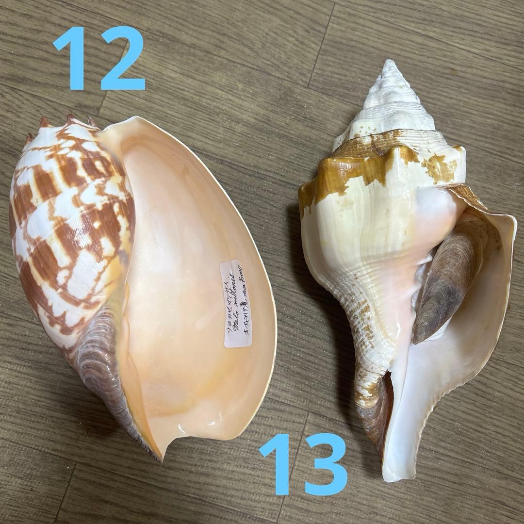 Meyo 7175様専用 貝殻10点