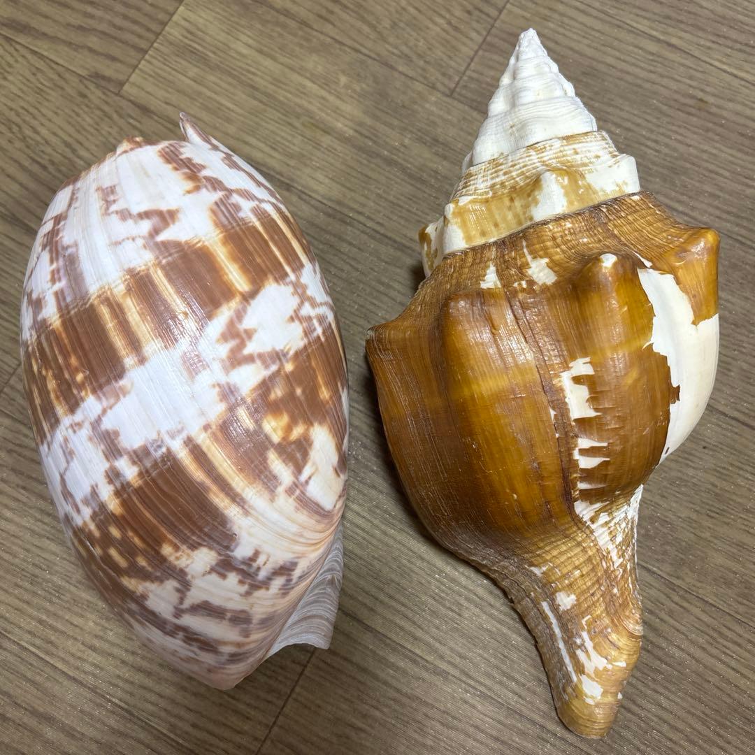 Meyo 7175様専用 貝殻10点
