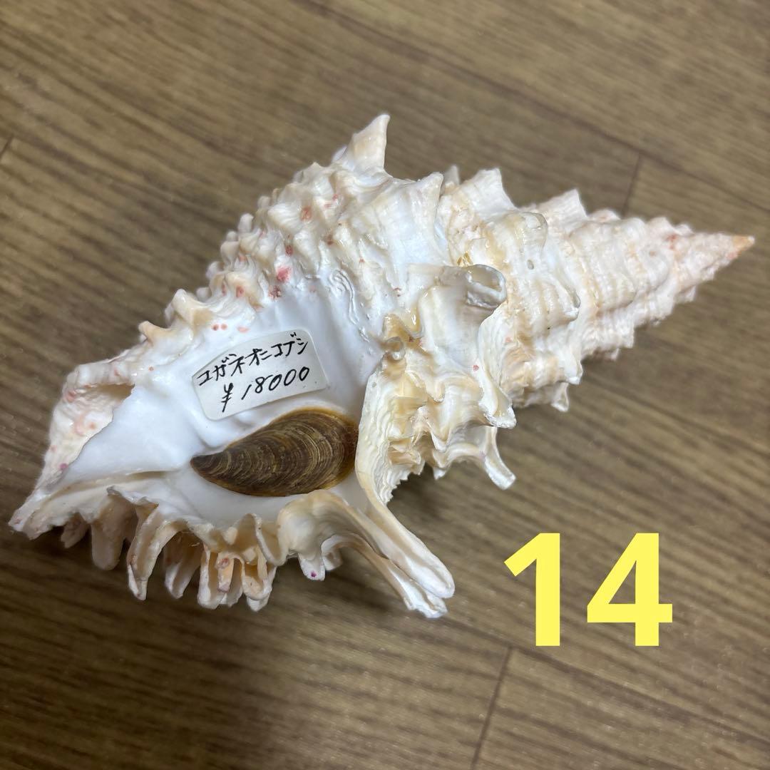 Meyo 7175様専用 貝殻10点