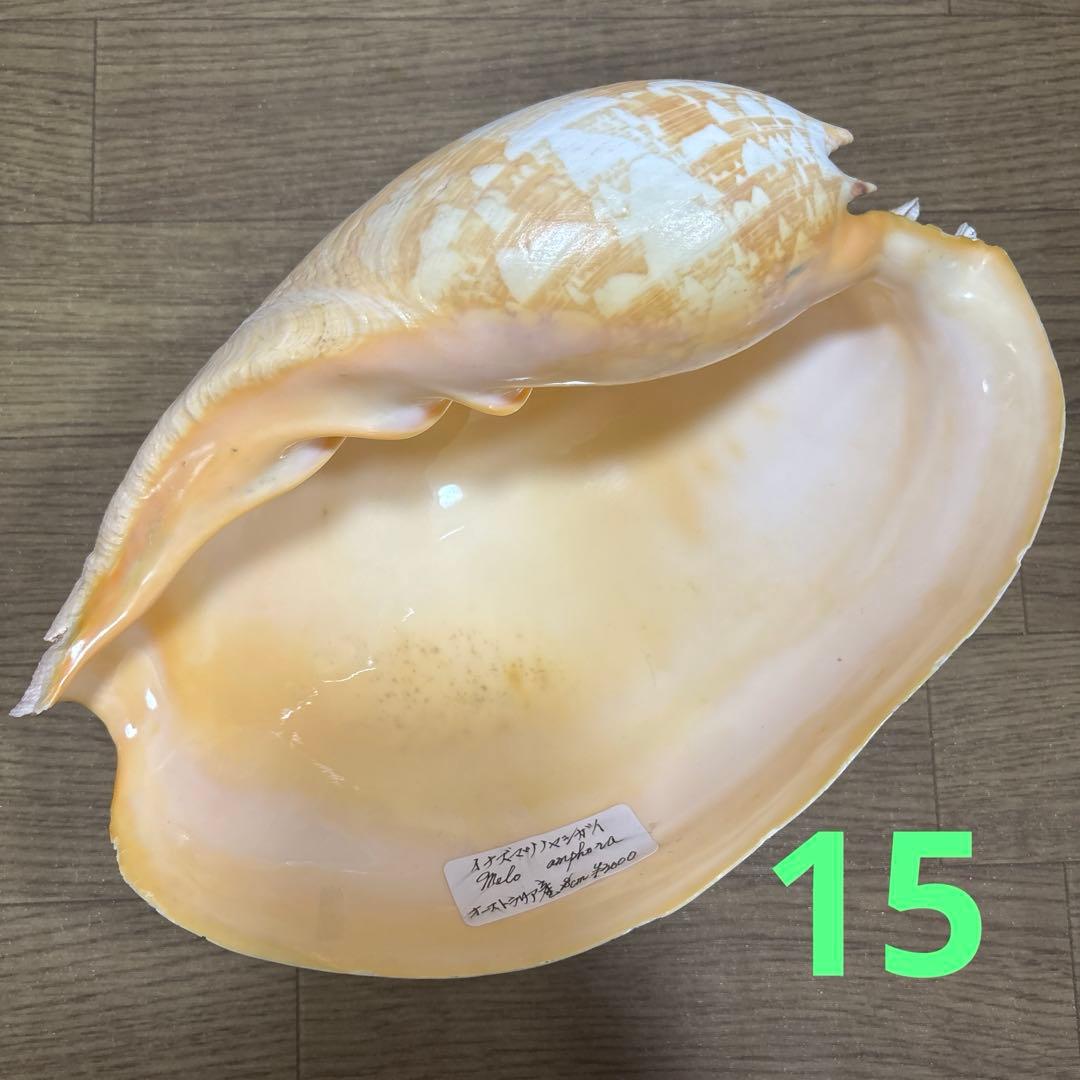 Meyo 7175様専用 貝殻10点