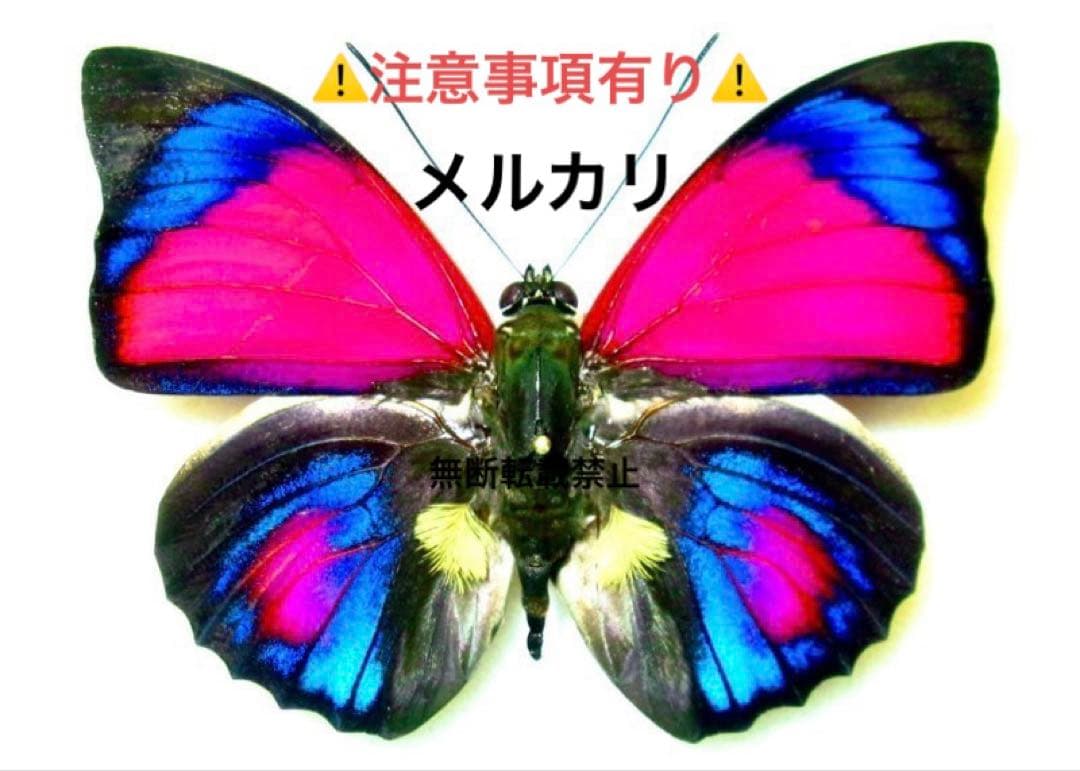 外国産蝶標本】リンパリスモルフォ♂/ペルー産/82mm