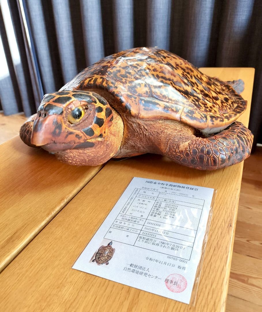 ウミガメ（タイマイ）剥製 国際希少野生動植物種登録標あり