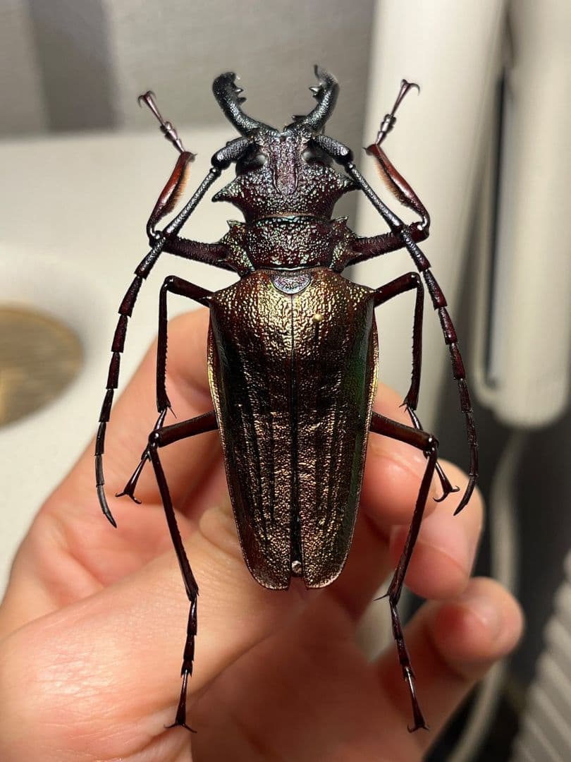 70mm】ルリオニカミキリ ムラサキオニノコギリカミキリ 昆虫標本