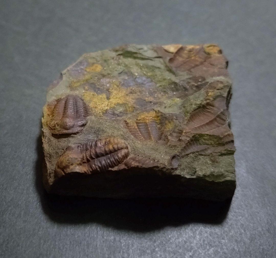 カンブリア紀】チェコインツェ産 三葉虫 エリプソセファルス・ホッフィ