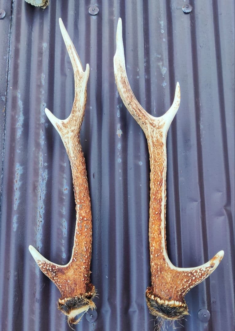 ニホンジカ鹿角３対＋３本 計９本 今季狩猟捕獲品 １本は自然落下角