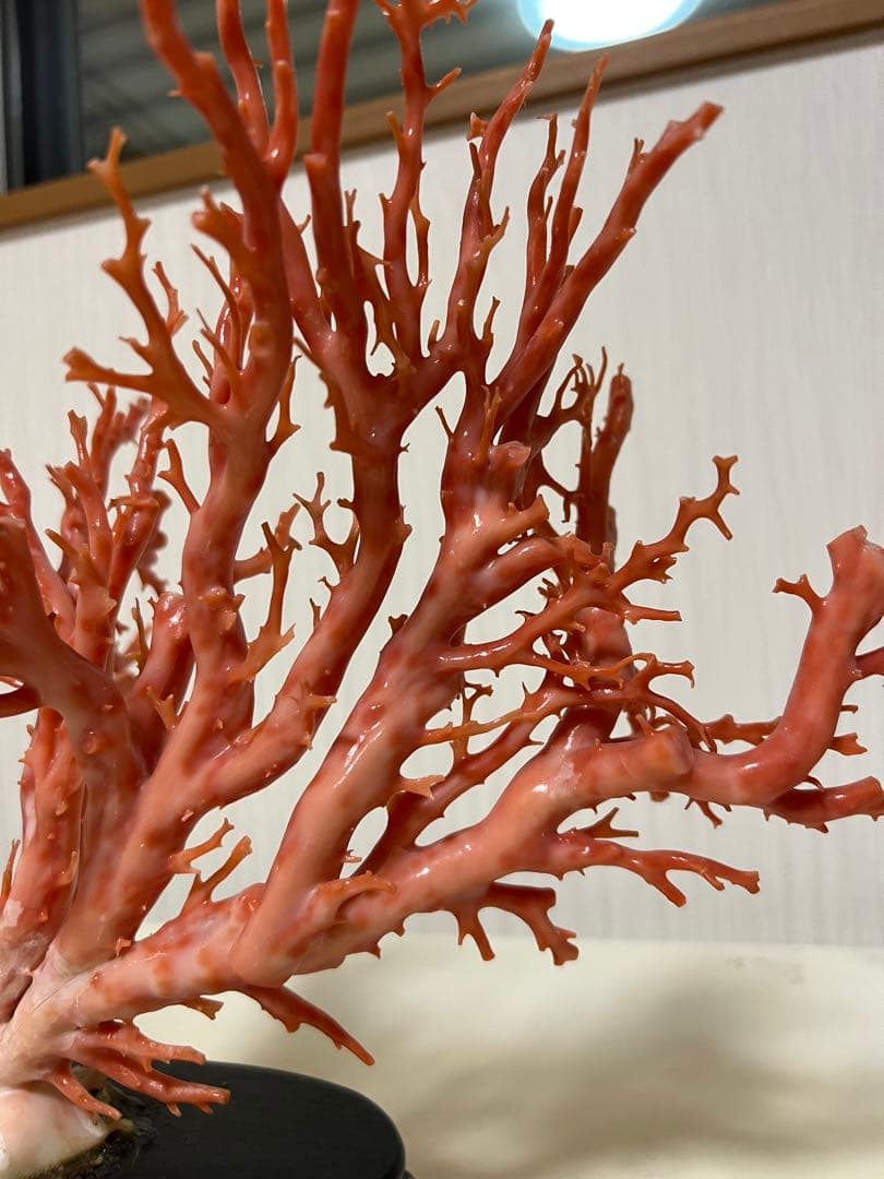 ピンク珊瑚 枝珊瑚 置物 宝石 原木 sango サンゴ