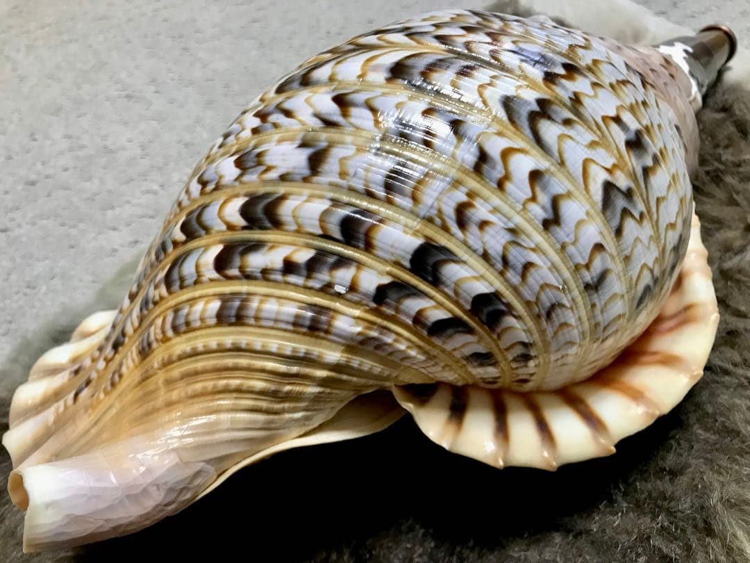 42cm超え 大型法螺貝(ほら貝ホラ貝) 最終値下げ 新品 通販