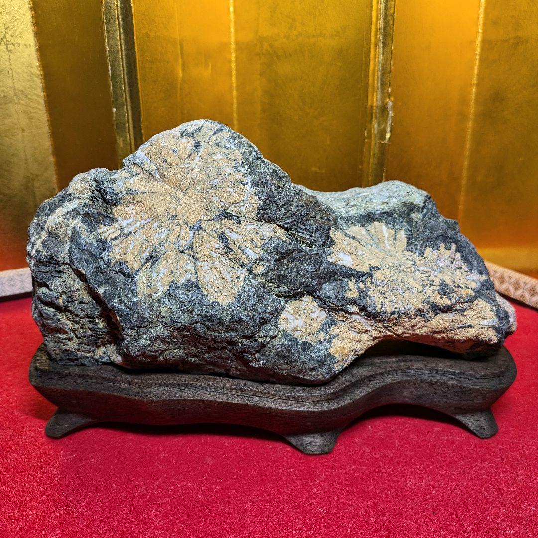 菊花石 岐阜県根尾谷産4.5㌔ 鑑賞石 観賞石 水石 盆石 天然石