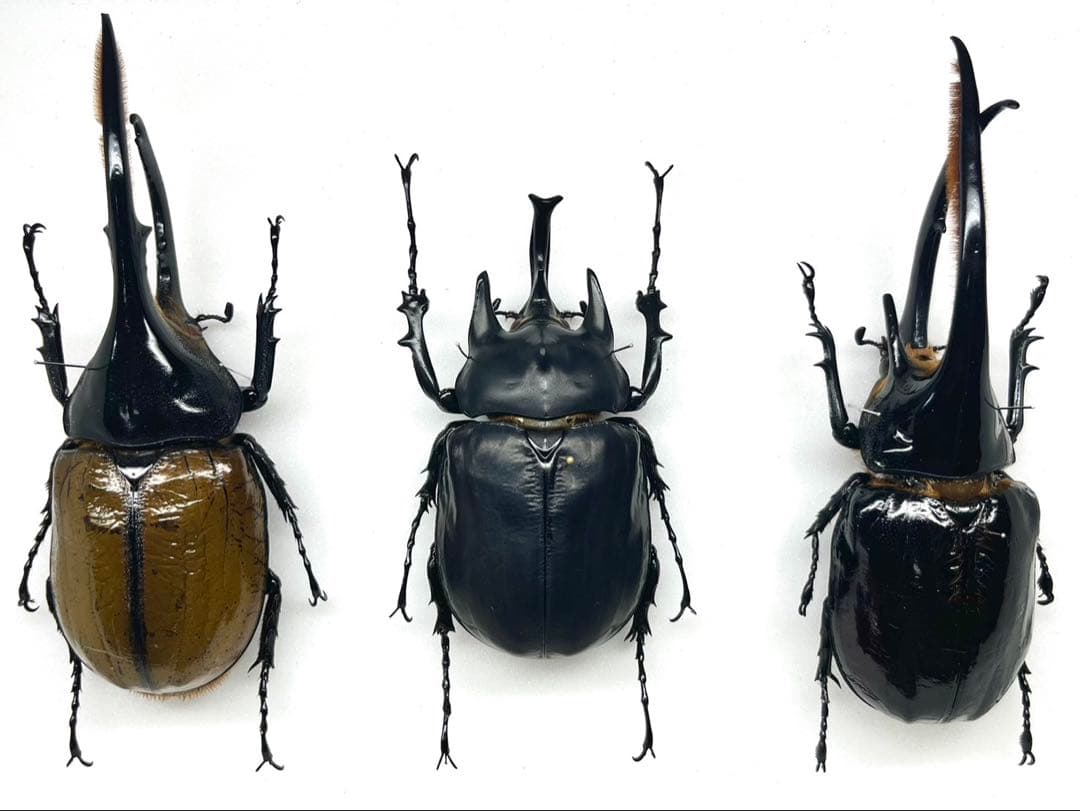 Parnassius パルナシウス大図鑑